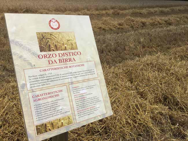 Dalla mietitura dell’orzo alla birra: ecco il viaggio del gusto Dalla mietitura dell’orzo alla birra: ecco il viaggio del gusto