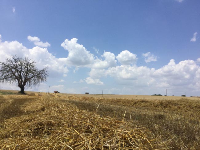 Dalla mietitura dell’orzo alla birra: ecco il viaggio del gusto Dalla mietitura dell’orzo alla birra: ecco il viaggio del gusto