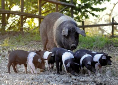 A Todi nelle vigne Roccafiore per Jurassik Pork