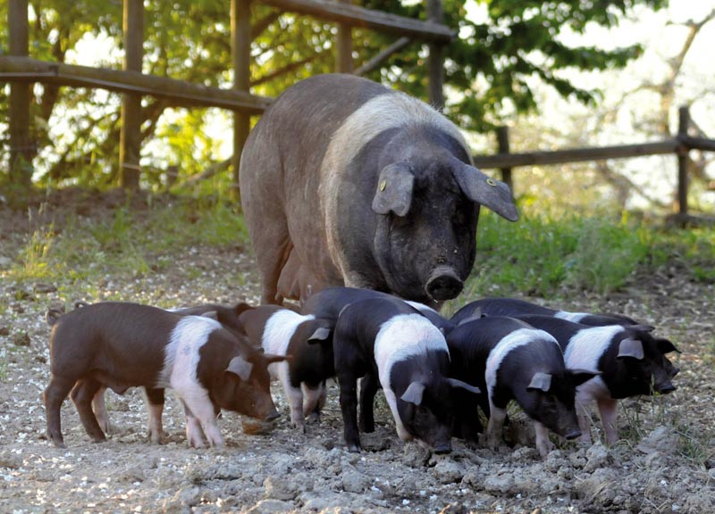A Todi nelle vigne Roccafiore per Jurassik Pork A Todi nelle vigne Roccafiore per Jurassik Pork
