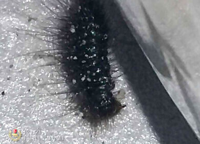 Roma, blatte e scarafaggi nel menu turistico. Maximulte ai ristoranti