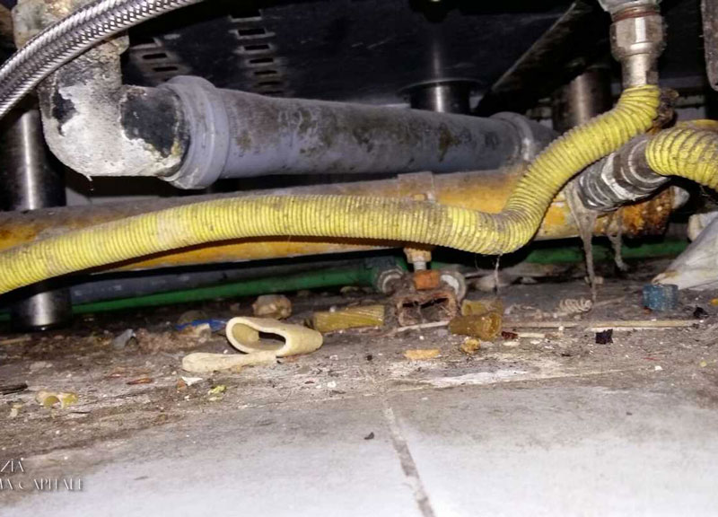 Roma, blatte e scarafaggi nel menu turistico. Maximulte ai ristoranti