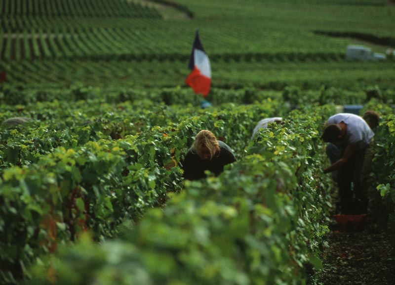 Champagne: prime decisioni per la vendemmia 2016 Champagne: prime decisioni per la vendemmia 2016