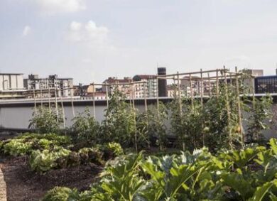 Orti sui tetti, i pensionati coltivano in città