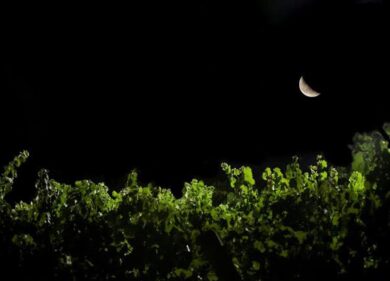 Notturno per vigna e percussioni a Donnafugata