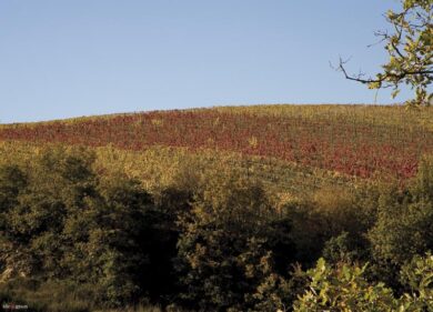 Arriva il drone per il controllo dei vigneti Mantellassi