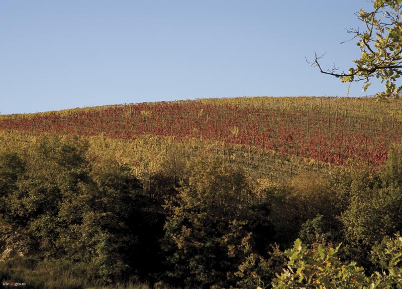 Arriva il drone per il controllo dei vigneti Mantellassi Arriva il drone per il controllo dei vigneti Mantellassi
