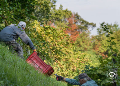 Conegliano Valdobbiadene: una fotografia dell’andamento stagionale in vista