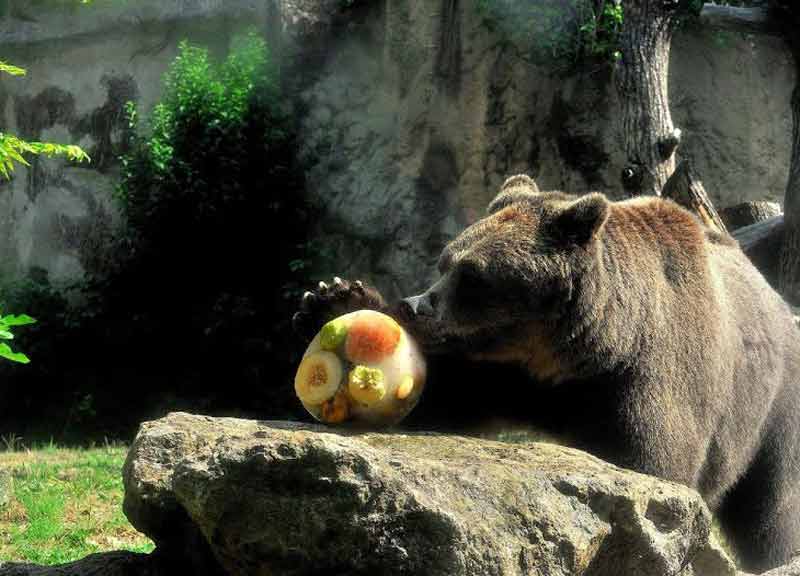 Ferragosto al Bioparco: gli animali fanno “bisboccia” con il cocomero Ferragosto al Bioparco: gli animali fanno “bisboccia” con il cocomero