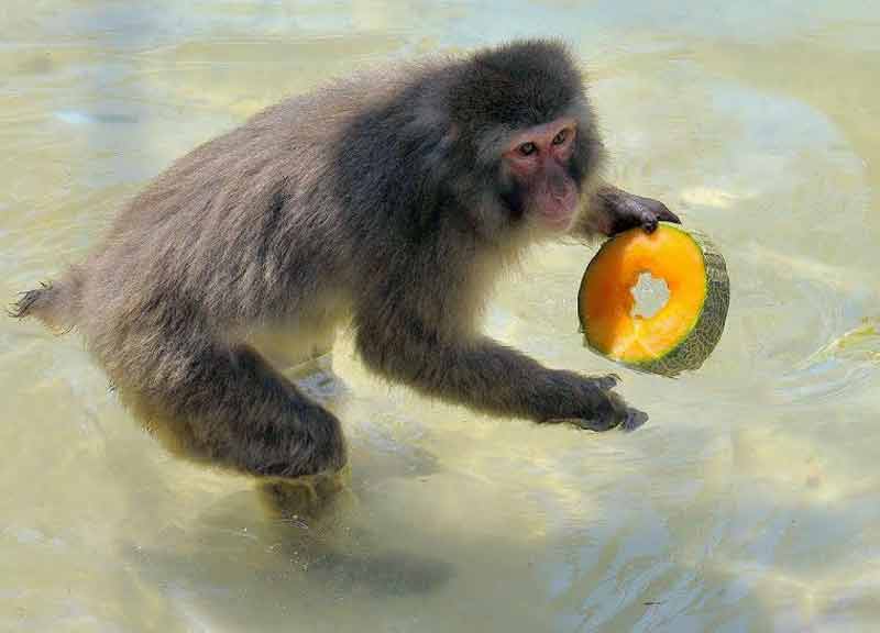Ferragosto al Bioparco: gli animali fanno “bisboccia” con il cocomero Ferragosto al Bioparco: gli animali fanno “bisboccia” con il cocomero