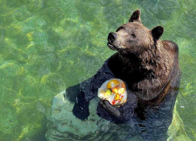 Ferragosto al Bioparco: gli animali fanno “bisboccia” con il cocomero Ferragosto al Bioparco: gli animali fanno “bisboccia” con il cocomero