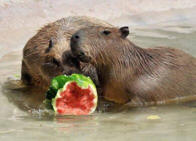 Ferragosto al Bioparco: gli animali fanno “bisboccia” con il cocomero