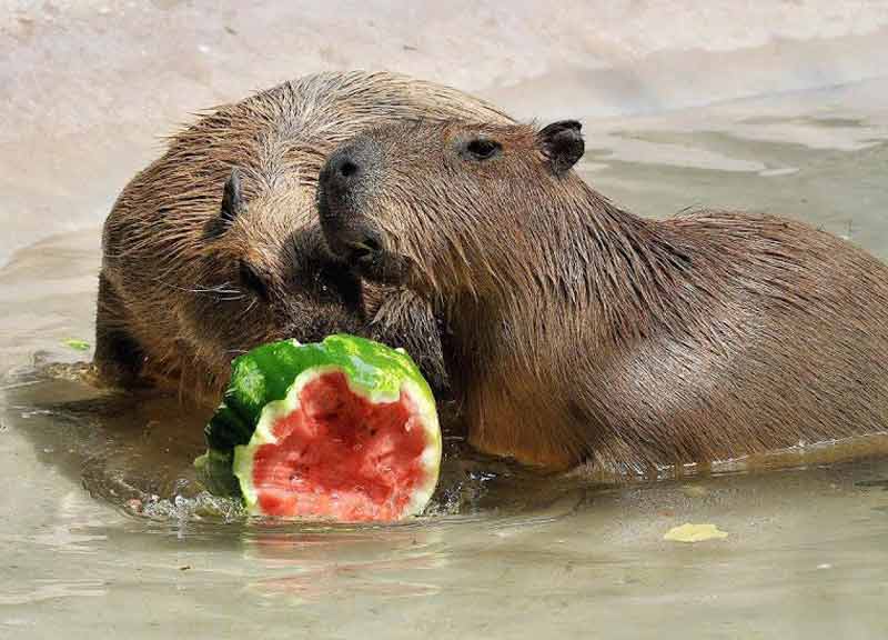 Ferragosto al Bioparco: gli animali fanno “bisboccia” con il cocomero Ferragosto al Bioparco: gli animali fanno “bisboccia” con il cocomero