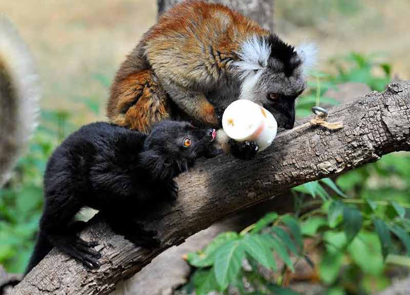 Ferragosto al Bioparco: gli animali fanno “bisboccia” con il cocomero Ferragosto al Bioparco: gli animali fanno “bisboccia” con il cocomero