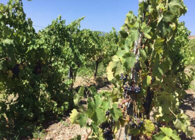 Il Greco di Bianco: dal VII sec. AC ai vini premiati di Mariolina Baccellieri