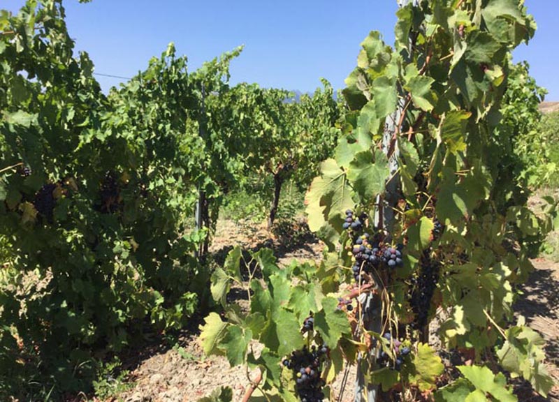 Il Greco di Bianco: dal VII sec. AC ai vini premiati di Mariolina Baccellieri Il Greco di Bianco: dal VII sec. AC ai vini premiati di Mariolina Baccellieri