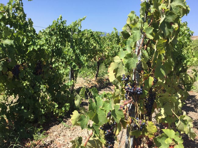 Il Greco di Bianco: dal VII sec. AC ai vini premiati di Mariolina Baccellieri Il Greco di Bianco: dal VII sec. AC ai vini premiati di Mariolina Baccellieri
