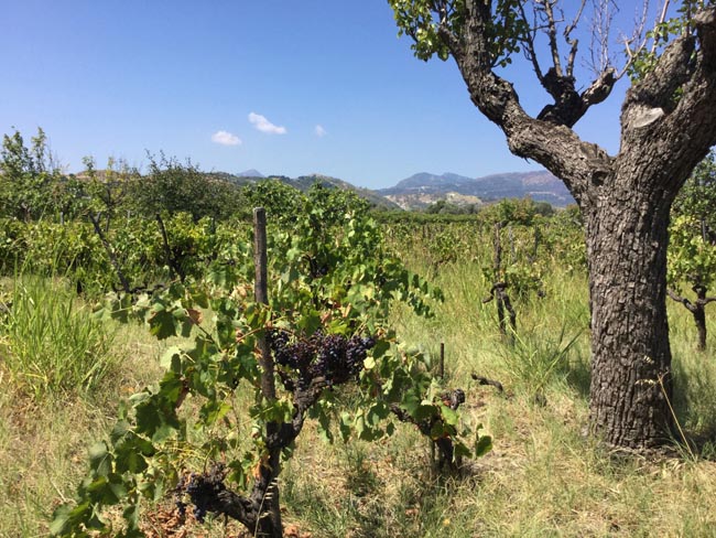 Il Greco di Bianco: dal VII sec. AC ai vini premiati di Mariolina Baccellieri Il Greco di Bianco: dal VII sec. AC ai vini premiati di Mariolina Baccellieri