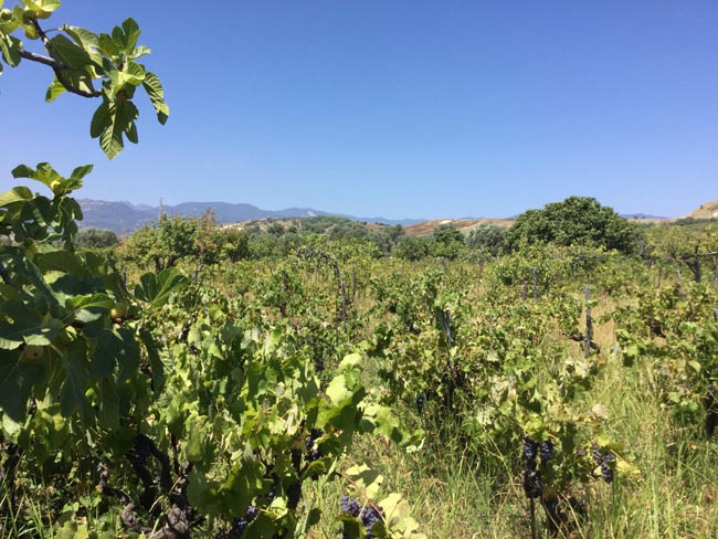 Il Greco di Bianco: dal VII sec. AC ai vini premiati di Mariolina Baccellieri Il Greco di Bianco: dal VII sec. AC ai vini premiati di Mariolina Baccellieri