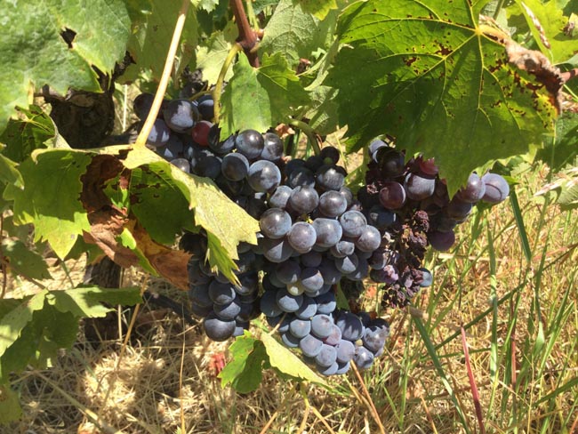 Il Greco di Bianco: dal VII sec. AC ai vini premiati di Mariolina Baccellieri Il Greco di Bianco: dal VII sec. AC ai vini premiati di Mariolina Baccellieri