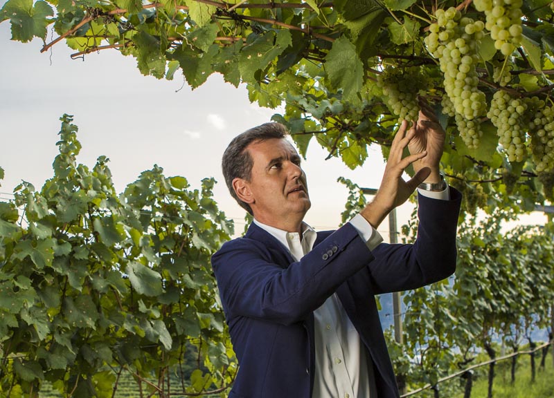 Le Cantine Ferrari danno il via alla vendemmia 2016 Le Cantine Ferrari danno il via alla vendemmia 2016