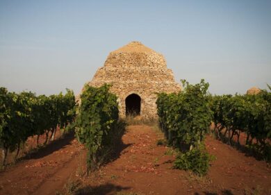 Vendemmia, Consorzio Tutela del Primitivo di Manduria: “annata straordinaria