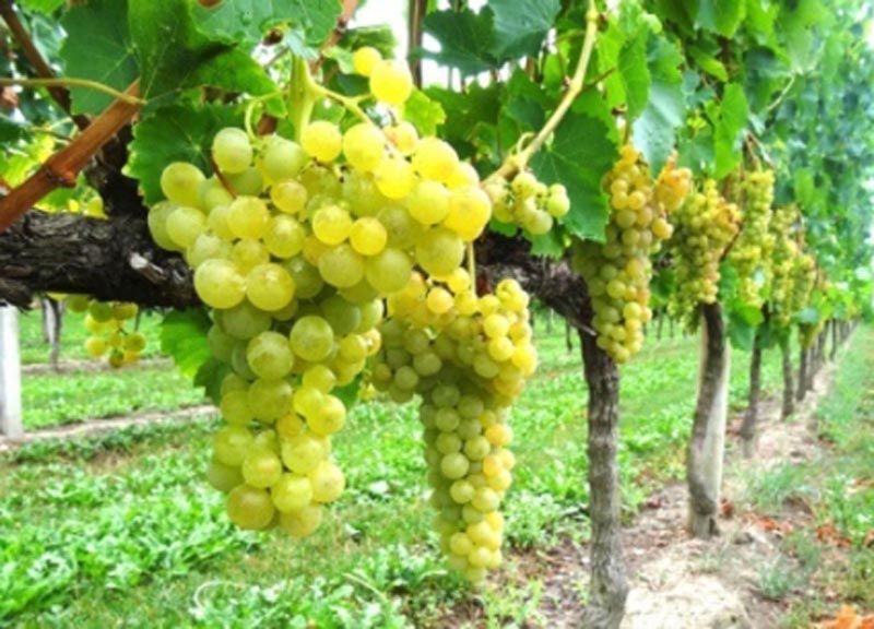 Più vicina la nuova Doc Pinot Grigio delle Venezie Più vicina la nuova Doc Pinot Grigio delle Venezie