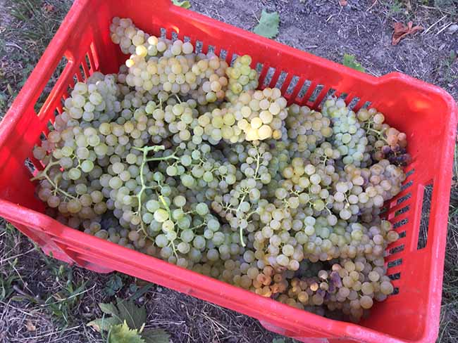Cinzano Experience: il gusto della vendemmia Cinzano Experience: il gusto della vendemmia