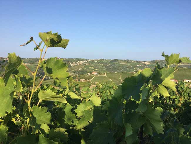 Cinzano Experience: il gusto della vendemmia Cinzano Experience: il gusto della vendemmia