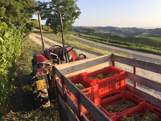 Cinzano Experience: il gusto della vendemmia Cinzano Experience: il gusto della vendemmia