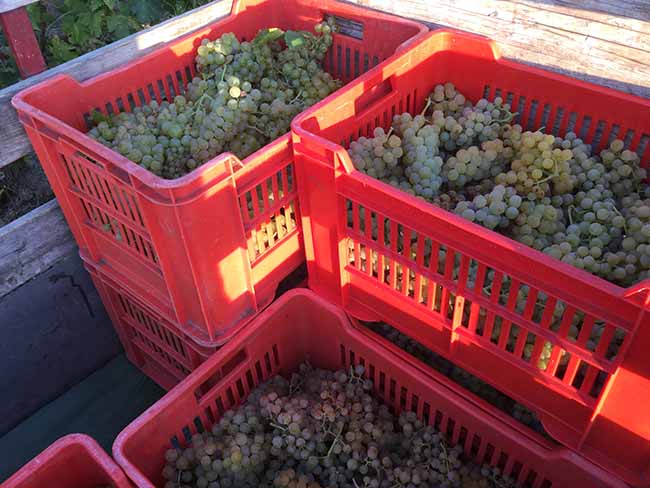 Cinzano Experience: il gusto della vendemmia Cinzano Experience: il gusto della vendemmia