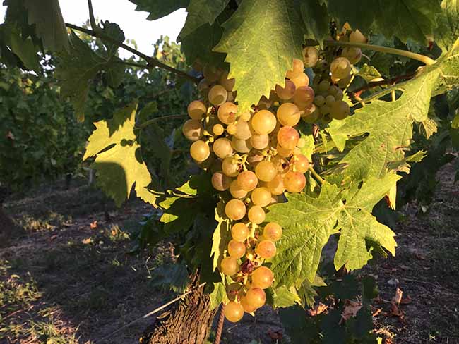 Cinzano Experience: il gusto della vendemmia Cinzano Experience: il gusto della vendemmia
