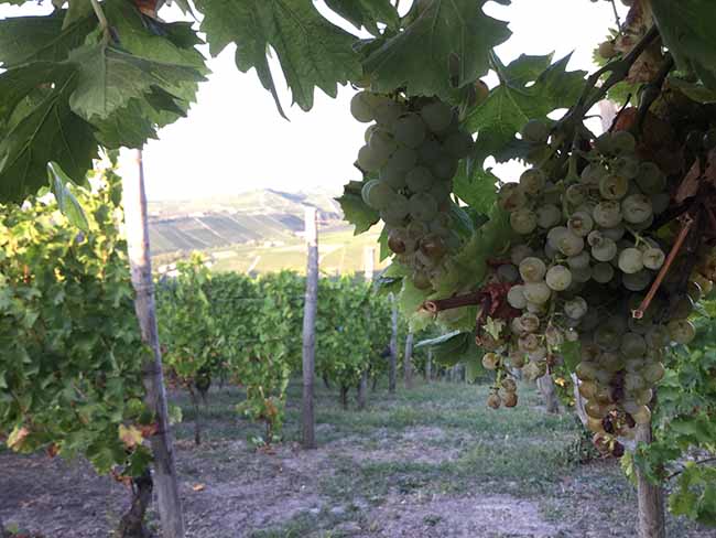 Cinzano Experience: il gusto della vendemmia Cinzano Experience: il gusto della vendemmia