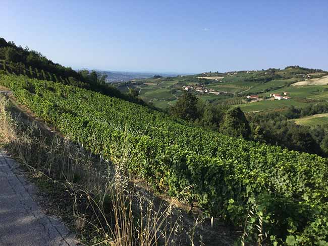 Cinzano Experience: il gusto della vendemmia Cinzano Experience: il gusto della vendemmia