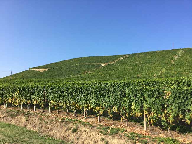 Cinzano Experience: il gusto della vendemmia Cinzano Experience: il gusto della vendemmia