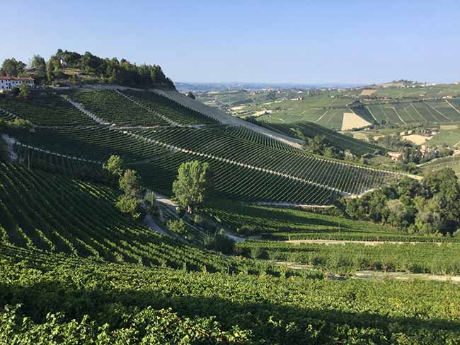 Cinzano Experience: il gusto della vendemmia Cinzano Experience: il gusto della vendemmia