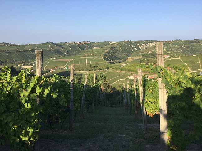 Cinzano Experience: il gusto della vendemmia Cinzano Experience: il gusto della vendemmia