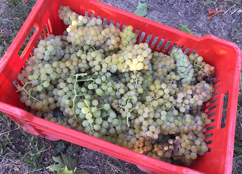 Cinzano Experience: il gusto della vendemmia Cinzano Experience: il gusto della vendemmia