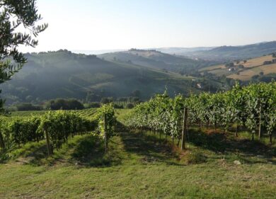 Il Verdicchio trionfa nelle Marche: 14 “Tre Bicchieri” su venti assegnati