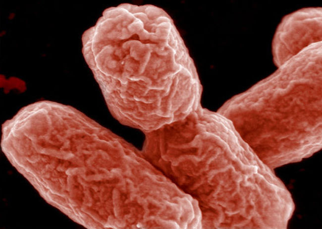 SNAPPS: molecola a forma di stella uccide i super batteri resistenti a farmaci SNAPPS: molecola a forma di stella uccide i super batteri resistenti a farmaci