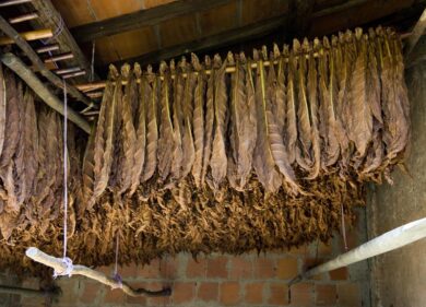 Manifatture sigaro Toscano al Salone del Gusto 2016