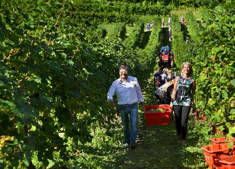 Movimento turismo del vino: fino al 30 ottobre cantine aperte in vendemmia