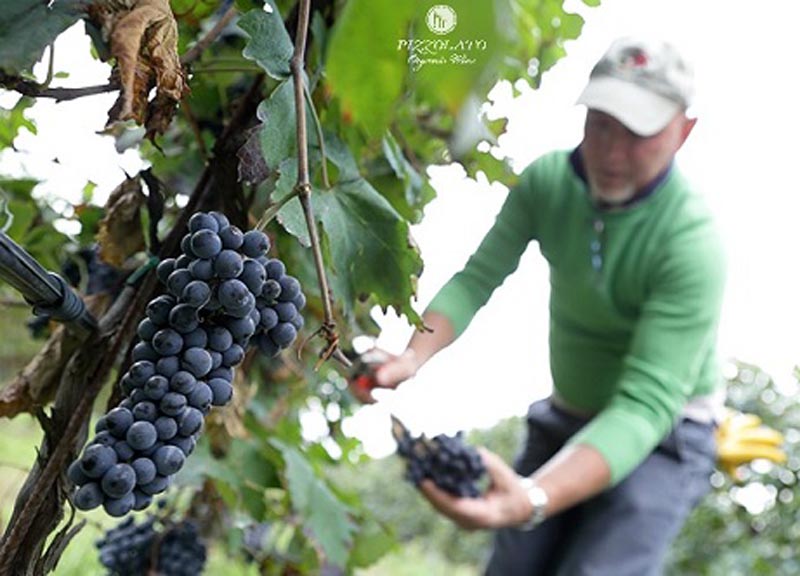 Movimento turismo del vino: fino al 30 ottobre cantine aperte in vendemmia