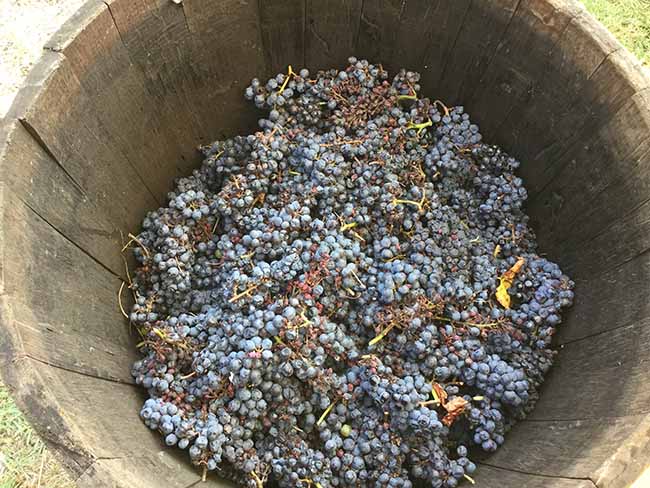 Movimento turismo del vino: fino al 30 ottobre cantine aperte in vendemmia