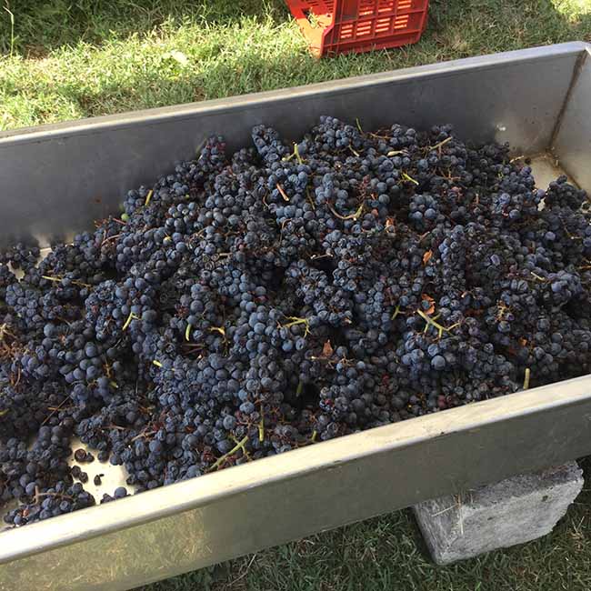 Movimento turismo del vino: fino al 30 ottobre cantine aperte in vendemmia