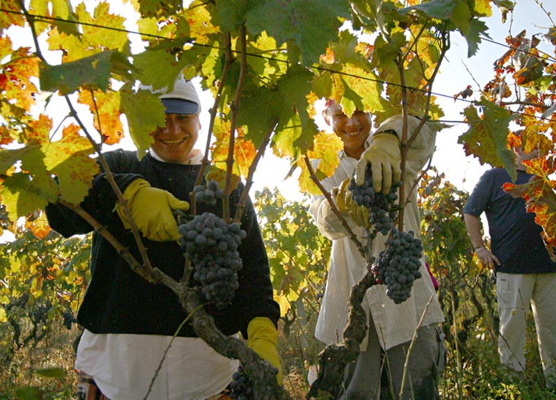Movimento turismo del vino: fino al 30 ottobre cantine aperte in vendemmia
