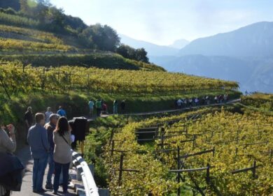 Trentino vino e sapori con “Divin Ottobre”e “Cantine Aperte in Vendemmia”