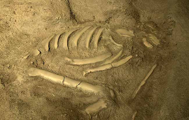 Mostre: al Mudec autunno ricco, da Homo Sapiens a Salone Ducale Mostre: al Mudec autunno ricco, da Homo Sapiens a Salone Ducale