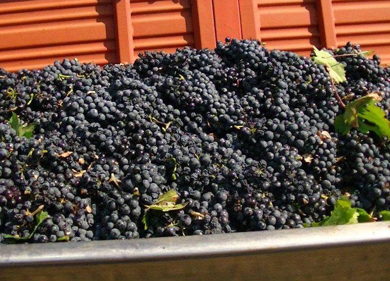 Primitivo di Manduria: una vendemmia a 5 stelle Primitivo di Manduria: una vendemmia a 5 stelle