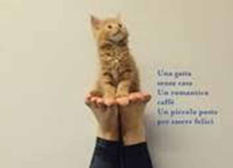 Galleria foto 'Molly, la gatta che sapeva amare' - foto 1